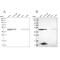 Kynurenine Aminotransferase 3 antibody, PA5-55532, Invitrogen Antibodies, Western Blot image 