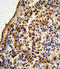X-Ray Repair Cross Complementing 6 antibody, LS-C165655, Lifespan Biosciences, Immunohistochemistry frozen image 