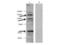 Histone Deacetylase 4 antibody, A00971-2, Boster Biological Technology, Western Blot image 