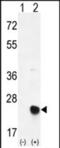 Methionine Sulfoxide Reductase B2 antibody, PA5-72509, Invitrogen Antibodies, Western Blot image 
