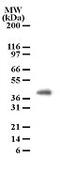 Peptidoglycan Recognition Protein 4 antibody, MA1-41136, Invitrogen Antibodies, Western Blot image 