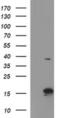 Ataxin 7 Like 1 antibody, MA5-26196, Invitrogen Antibodies, Western Blot image 