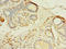 Transmembrane Protein 176B antibody, LS-C376843, Lifespan Biosciences, Immunohistochemistry paraffin image 