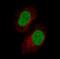 Growth Differentiation Factor 15 antibody, NBP2-52917, Novus Biologicals, Immunocytochemistry image 