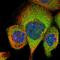 Tubulin-specific chaperone C antibody, HPA035073, Atlas Antibodies, Immunofluorescence image 