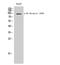 Aryl Hydrocarbon Receptor antibody, STJ90873, St John