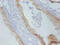 TIMP Metallopeptidase Inhibitor 1 antibody, CSB-MA167191A0m, Cusabio, Immunohistochemistry frozen image 