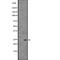 Ras Homolog Family Member C antibody, abx218285, Abbexa, Western Blot image 