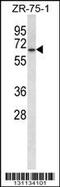 Glycerol-3-Phosphate Dehydrogenase 2 antibody, 56-468, ProSci, Western Blot image 