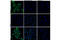 Glycogen Synthase Kinase 3 Beta antibody, 5558T, Cell Signaling Technology, Immunofluorescence image 