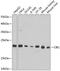 Calcium and integrin-binding protein 1 antibody, GTX64728, GeneTex, Western Blot image 