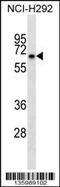 Kelch Like Family Member 41 antibody, 58-492, ProSci, Western Blot image 