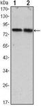 CREB Regulated Transcription Coactivator 2 antibody, NBP1-51665, Novus Biologicals, Western Blot image 