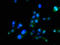 Maelstrom Spermatogenic Transposon Silencer antibody, LS-C378584, Lifespan Biosciences, Immunofluorescence image 
