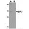 Solute Carrier Family 39 Member 3 antibody, MBS151229, MyBioSource, Western Blot image 