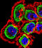 Regulator Of Calcineurin 1 antibody, LS-C162511, Lifespan Biosciences, Immunofluorescence image 