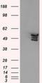 Annexin A11 antibody, NBP2-02342, Novus Biologicals, Western Blot image 
