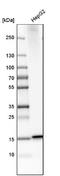 Microsomal Glutathione S-Transferase 2 antibody, NBP1-82653, Novus Biologicals, Western Blot image 