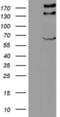 GLI Family Zinc Finger 2 antibody, LS-C339242, Lifespan Biosciences, Western Blot image 