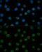 General Transcription Factor IIB antibody, GTX66408, GeneTex, Immunofluorescence image 