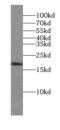 Cerebral Dopamine Neurotrophic Factor antibody, FNab00593, FineTest, Western Blot image 