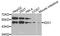 Indoleamine 2,3-Dioxygenase 1 antibody, STJ24203, St John