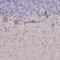 Potassium Calcium-Activated Channel Subfamily M Alpha 1 antibody, NBP2-33726, Novus Biologicals, Immunohistochemistry frozen image 