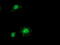 Integrin Alpha FG-GAP Repeat Containing 2 antibody, M17225, Boster Biological Technology, Immunofluorescence image 