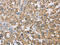 Cystatin SA antibody, CSB-PA196852, Cusabio, Immunohistochemistry paraffin image 