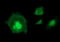 Indoleamine 2,3-Dioxygenase 1 antibody, LS-C338094, Lifespan Biosciences, Immunofluorescence image 