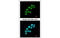 DNA Ligase 3 antibody, MBS837578, MyBioSource, Immunofluorescence image 