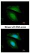 Basic Leucine Zipper And W2 Domains 2 antibody, NBP1-32519, Novus Biologicals, Immunocytochemistry image 