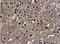 H1 Histone Family Member 0 antibody, NBP2-16772, Novus Biologicals, Immunohistochemistry frozen image 