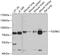 Transforming Growth Factor Beta Receptor 2 antibody, 15-398, ProSci, Western Blot image 