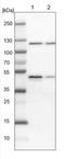 Rho Guanine Nucleotide Exchange Factor 10 antibody, NBP1-83373, Novus Biologicals, Western Blot image 