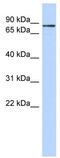 Zinc Finger Protein 366 antibody, TA345558, Origene, Western Blot image 