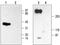 Sodium Voltage-Gated Channel Beta Subunit 2 antibody, PA5-77726, Invitrogen Antibodies, Western Blot image 