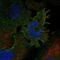 Protocadherin Gamma Subfamily C, 3 antibody, PA5-67450, Invitrogen Antibodies, Immunofluorescence image 