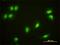 Cryptochrome Circadian Regulator 1 antibody, H00001407-M01, Novus Biologicals, Immunocytochemistry image 