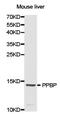 Pro-Platelet Basic Protein antibody, LS-B13073, Lifespan Biosciences, Western Blot image 