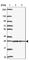 Translin antibody, HPA059561, Atlas Antibodies, Western Blot image 