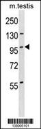 Serine/Threonine Kinase 11 Interacting Protein antibody, 59-923, ProSci, Western Blot image 