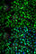 Glutamate Metabotropic Receptor 3 antibody, A2538, ABclonal Technology, Immunofluorescence image 