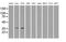 Sorbitol Dehydrogenase antibody, MA5-24995, Invitrogen Antibodies, Western Blot image 