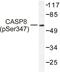 Caspase 8 antibody, LS-C176266, Lifespan Biosciences, Western Blot image 