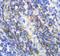 Annexin A6 antibody, LS-C312598, Lifespan Biosciences, Immunohistochemistry paraffin image 