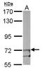Eukaryotic Translation Initiation Factor 2B Subunit Epsilon antibody, NBP1-32783, Novus Biologicals, Western Blot image 
