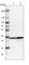 Glyoxalase Domain Containing 4 antibody, HPA023246, Atlas Antibodies, Western Blot image 