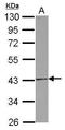FAS antibody, GTX116024, GeneTex, Western Blot image 