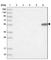 Citrate Synthase antibody, HPA038461, Atlas Antibodies, Western Blot image 